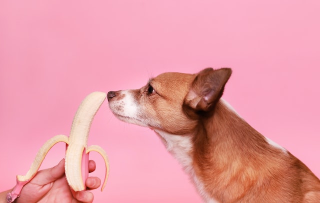 Homemade Diets For Dogs