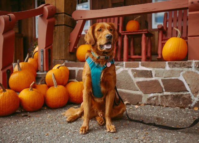 Dog Obedience Training