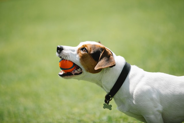 Easy Steps To Successful Dog Training