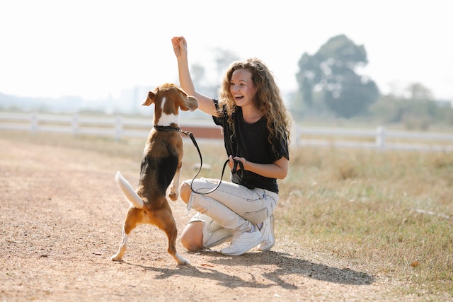 Tested Dog Training Tips