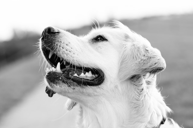 Caring for Your Dogs Teeth