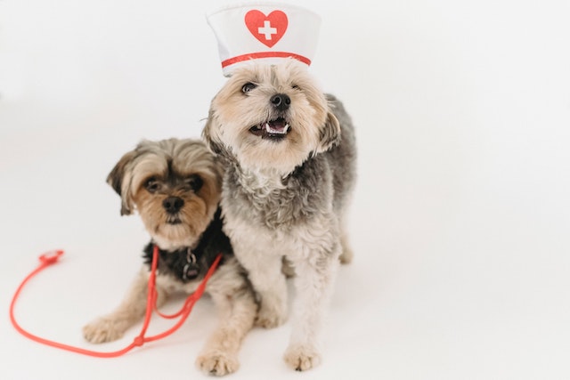 First Aid for Pets