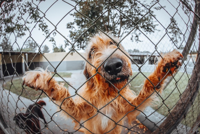 Dog Kennels With Dog Runs