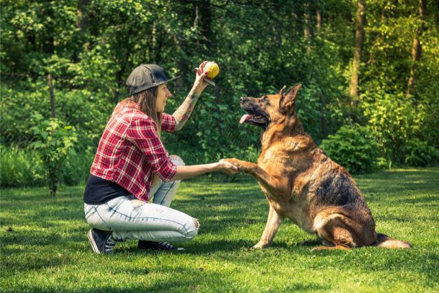 Advanced Obedience Training